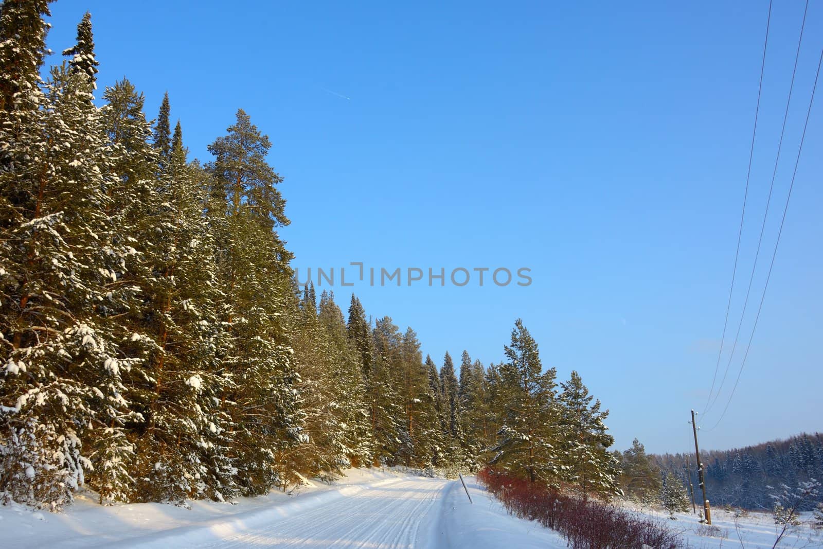 snow-covered road next to the pine forest under a blue sky by vladali