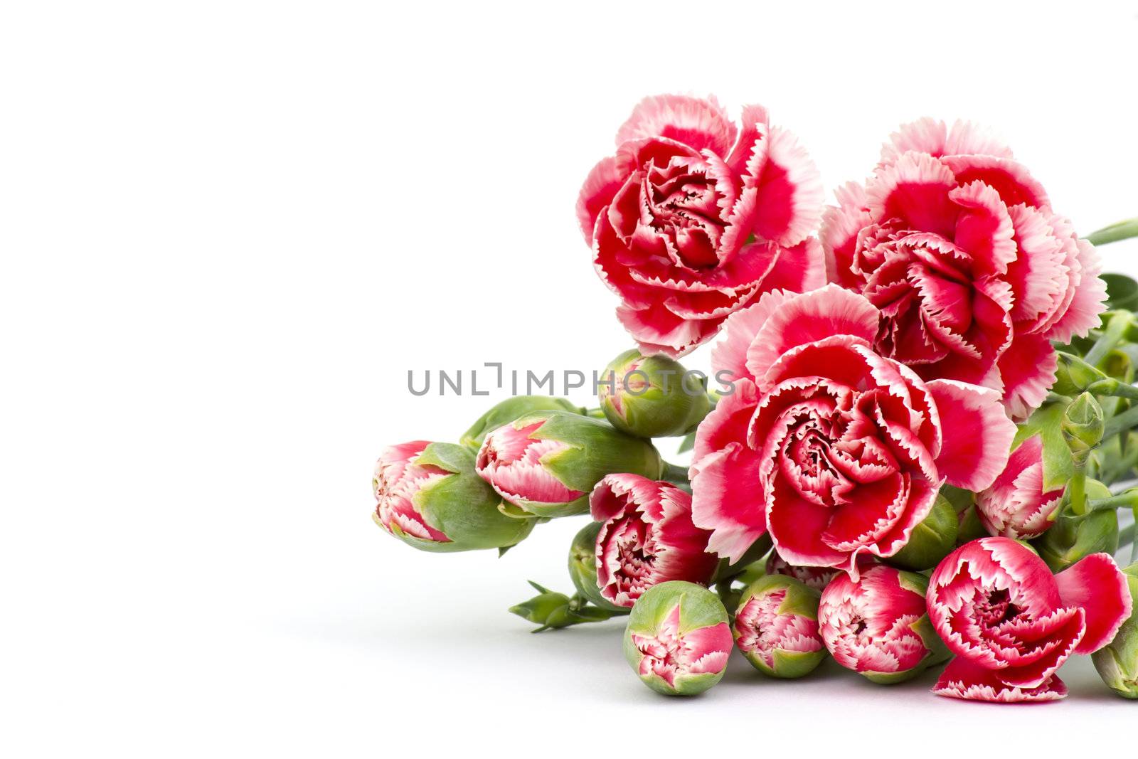 Carnations on white background