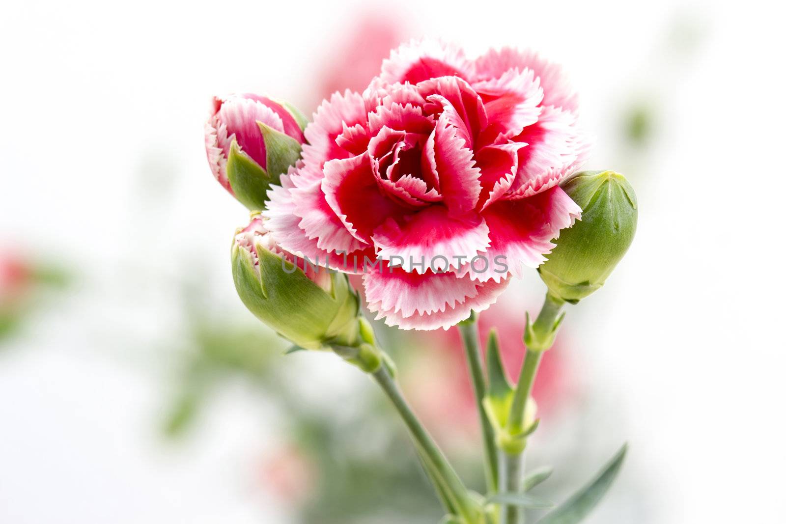 Carnations