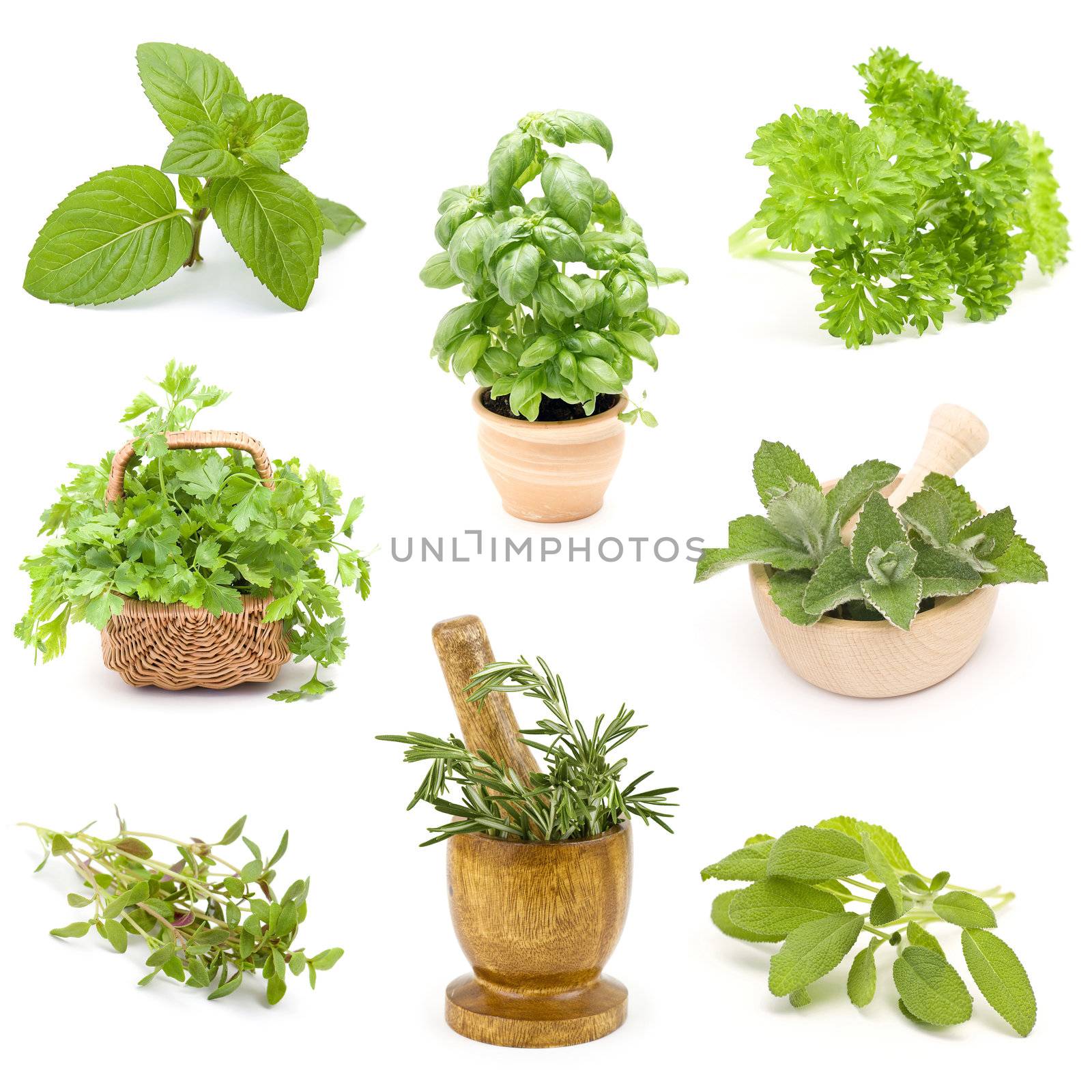 collection of fresh herbs - collage  by miradrozdowski