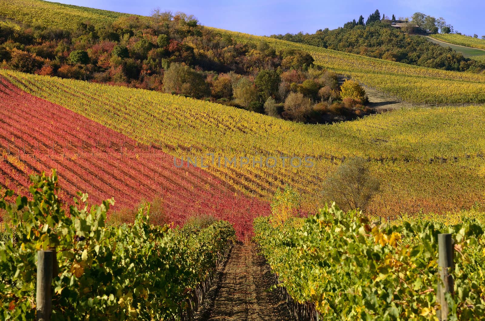 The autumn in the chianti area, in tuscany