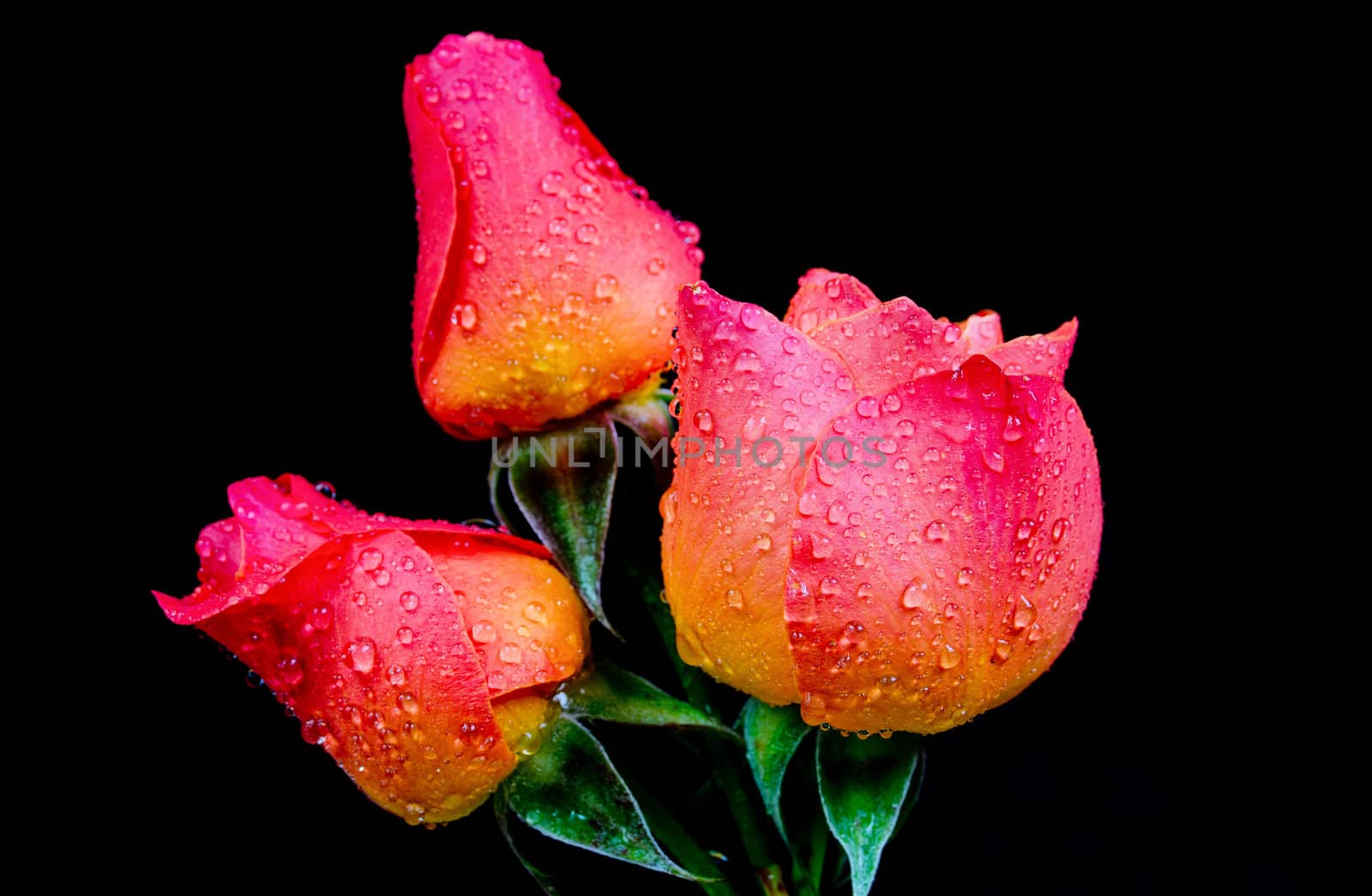 Trio of beautiful roseflower buds
