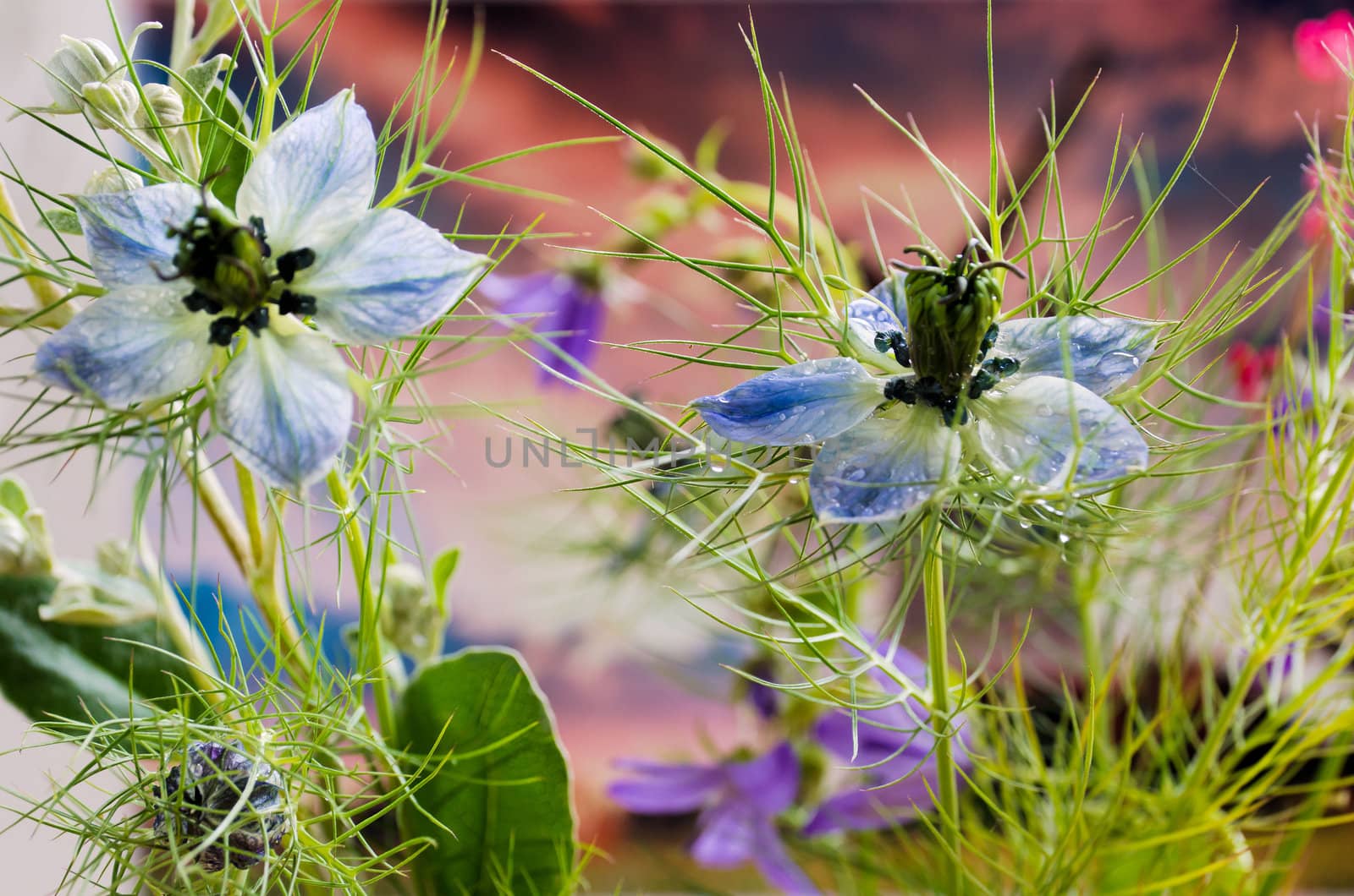 Love in a mist by Jez22