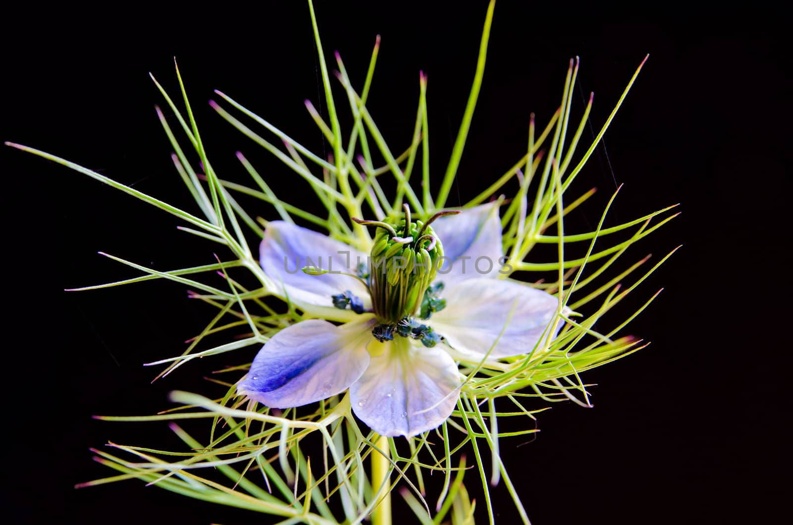 Nigella Damascena or love in a mist flower