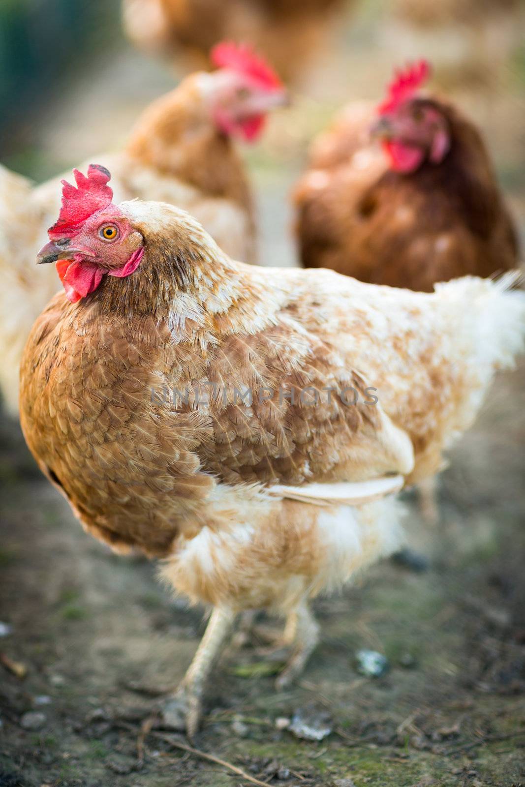 Hen in a farmyard (Gallus gallus domesticus)