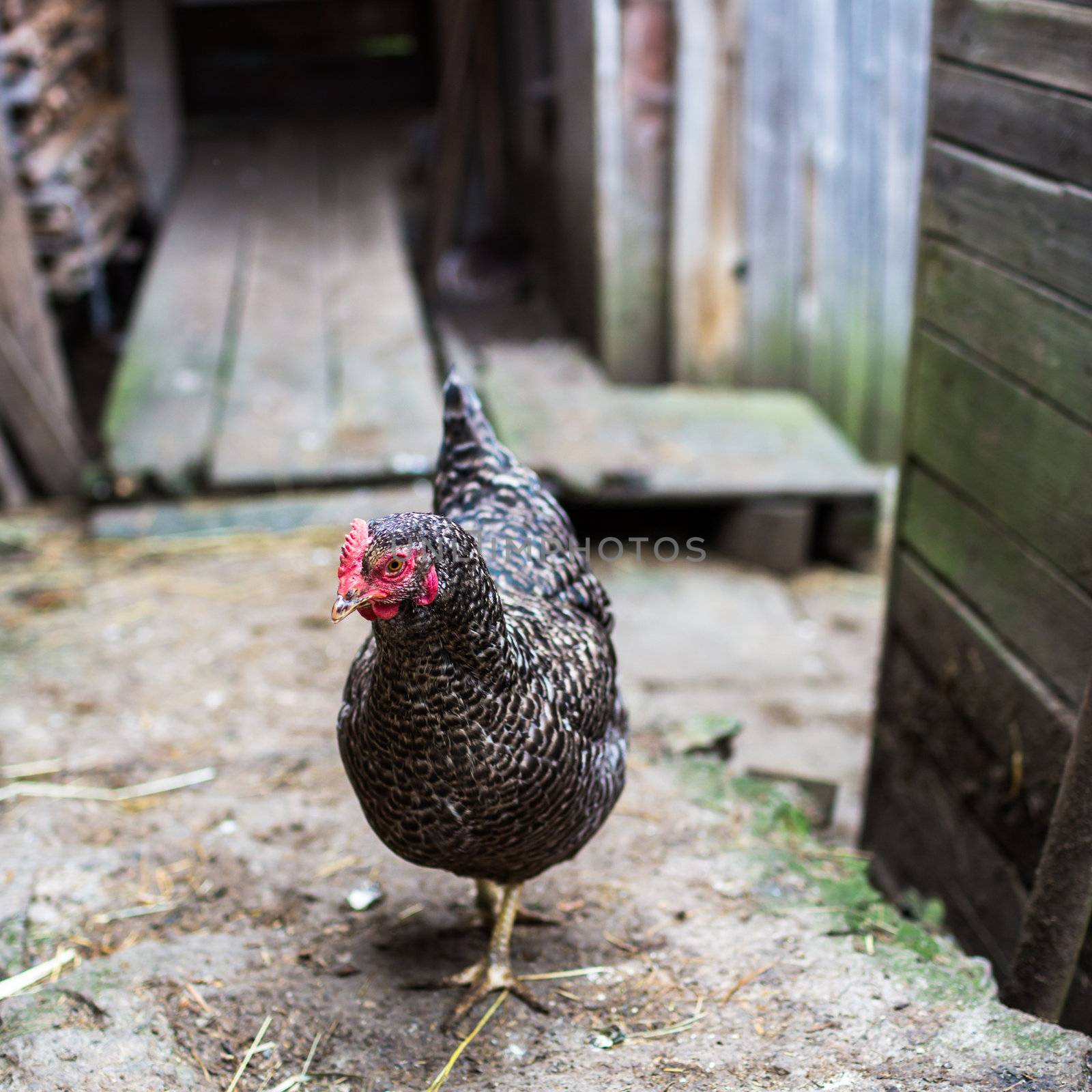 Hen in a farmyard (Gallus gallus domesticus)