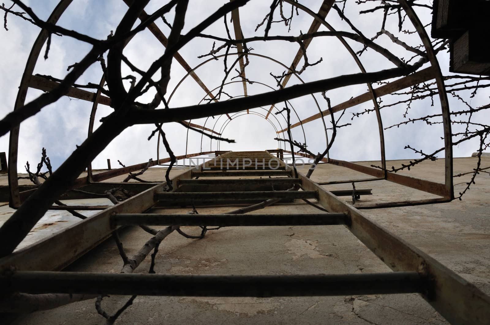 Tree branches tangled around rusty wall mounted iron ladder with safety railing.