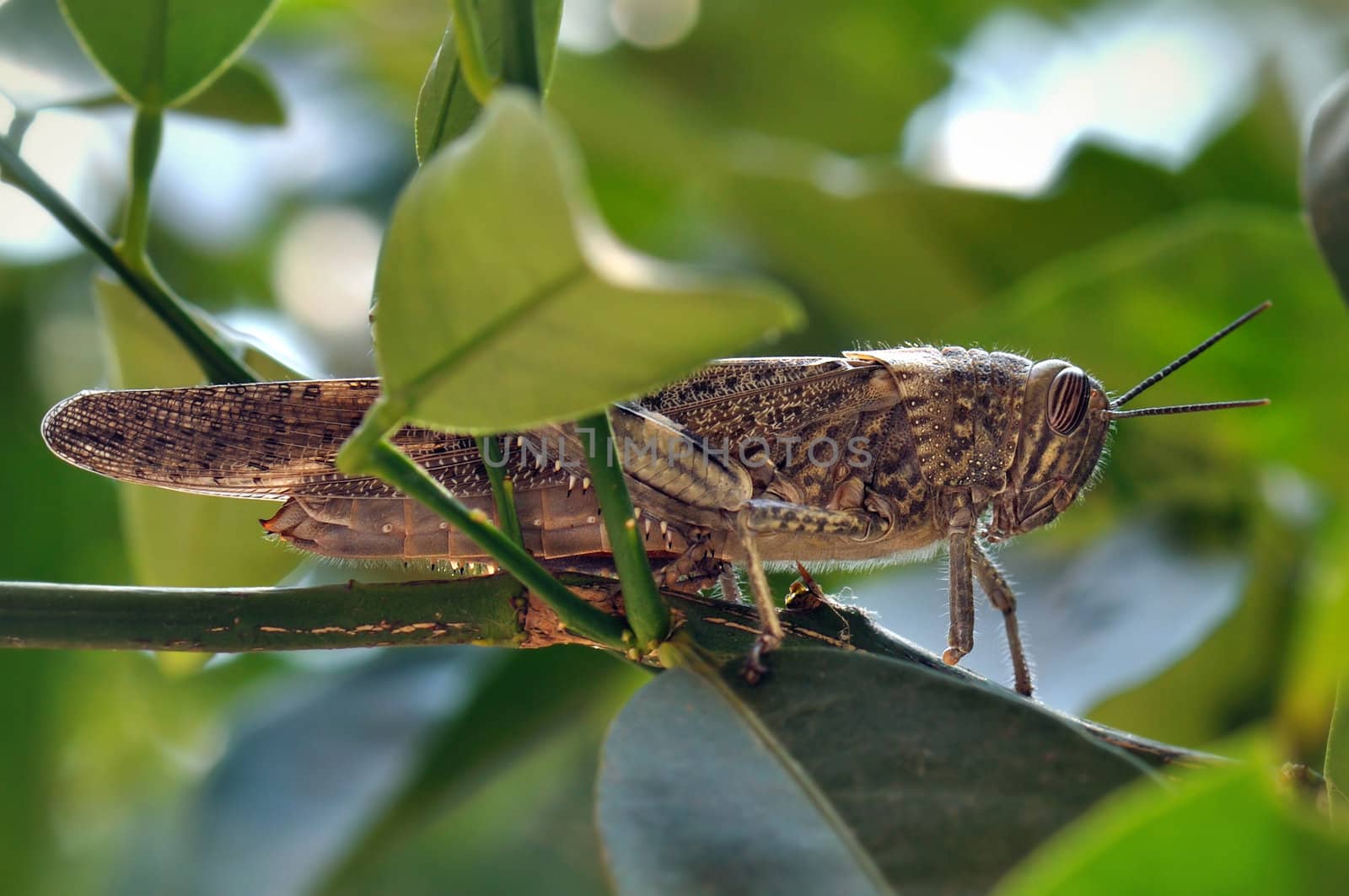 Grasshopper hidden among leaves on tree branch.