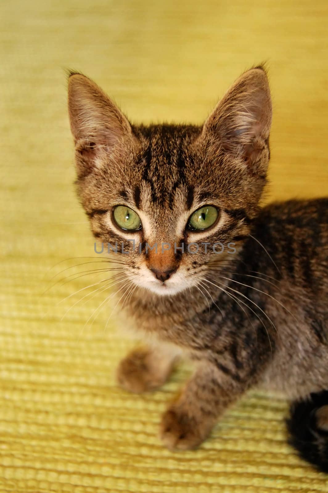 Gray kitten with green eyes on yellow background. Cat portrait.