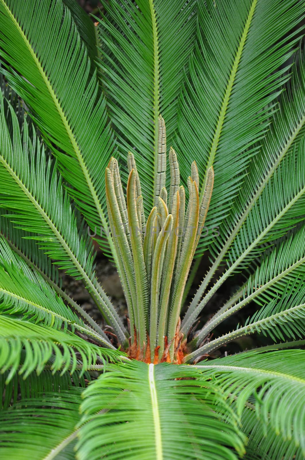 Cycad palm (Cycas) by rbiedermann