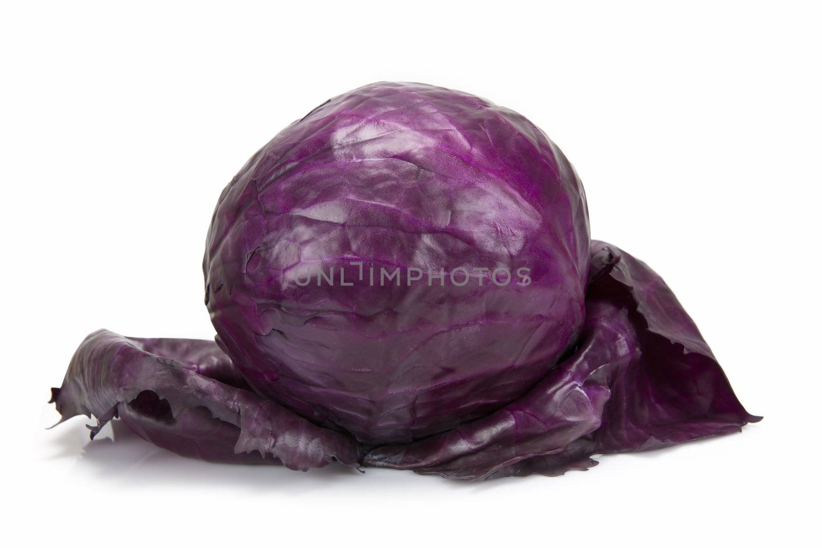 Red cabbage by angelsimon