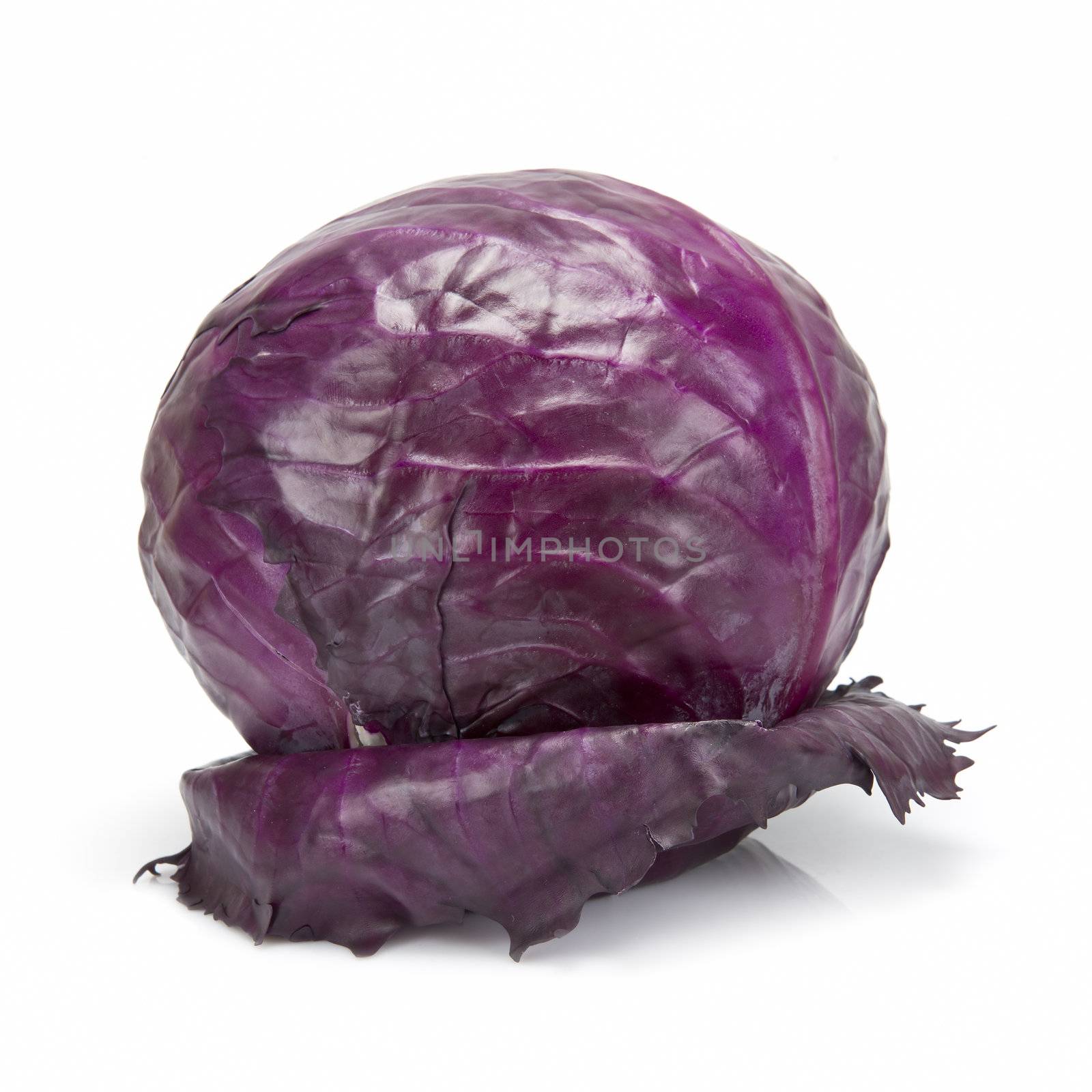 Red cabbage by angelsimon