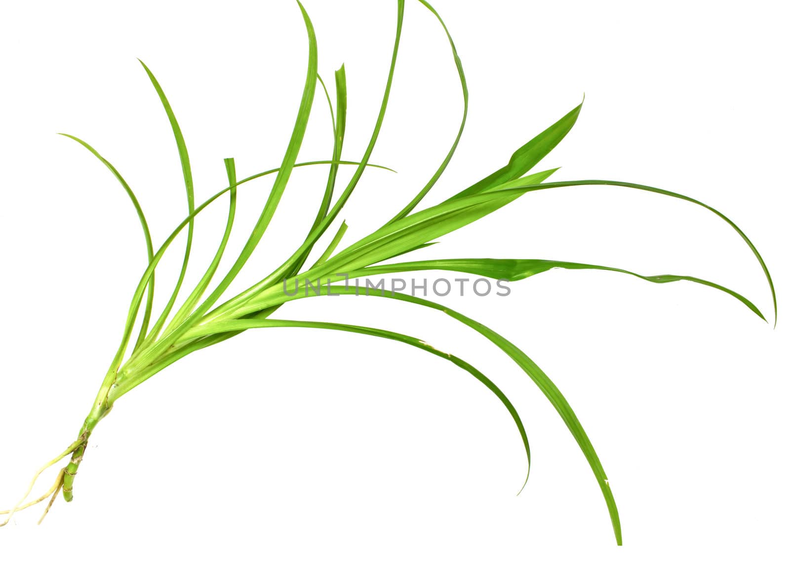 Fresh Pandan leaves on white background