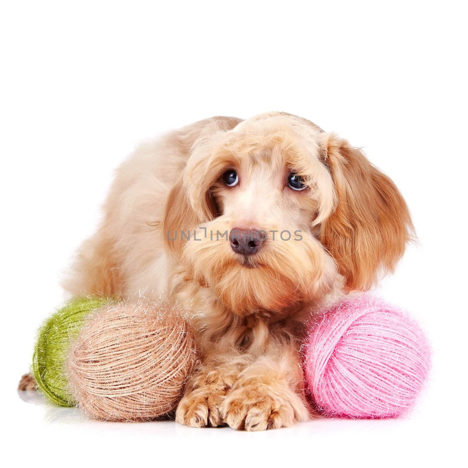 Decorative beige dog and woolen balls by Azaliya