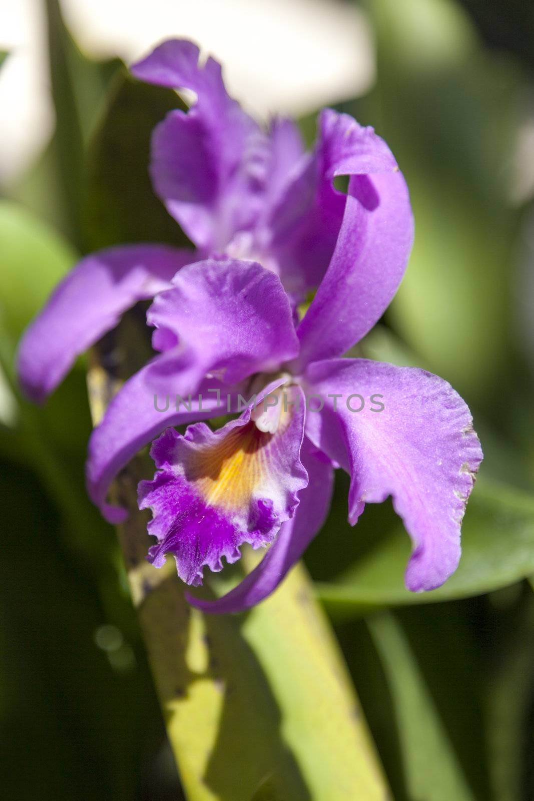Purple Flower by Imagecom