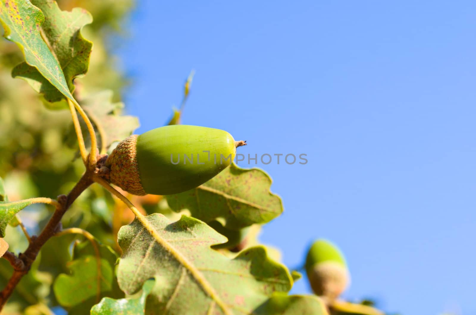 Close up of acorn in the wood