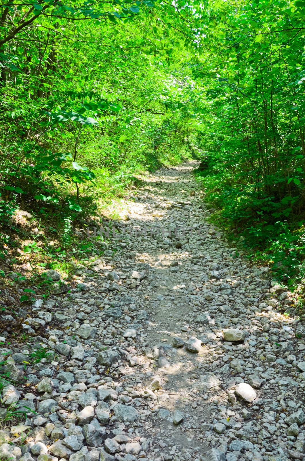 Way in deep forest in Crimea near the Black river