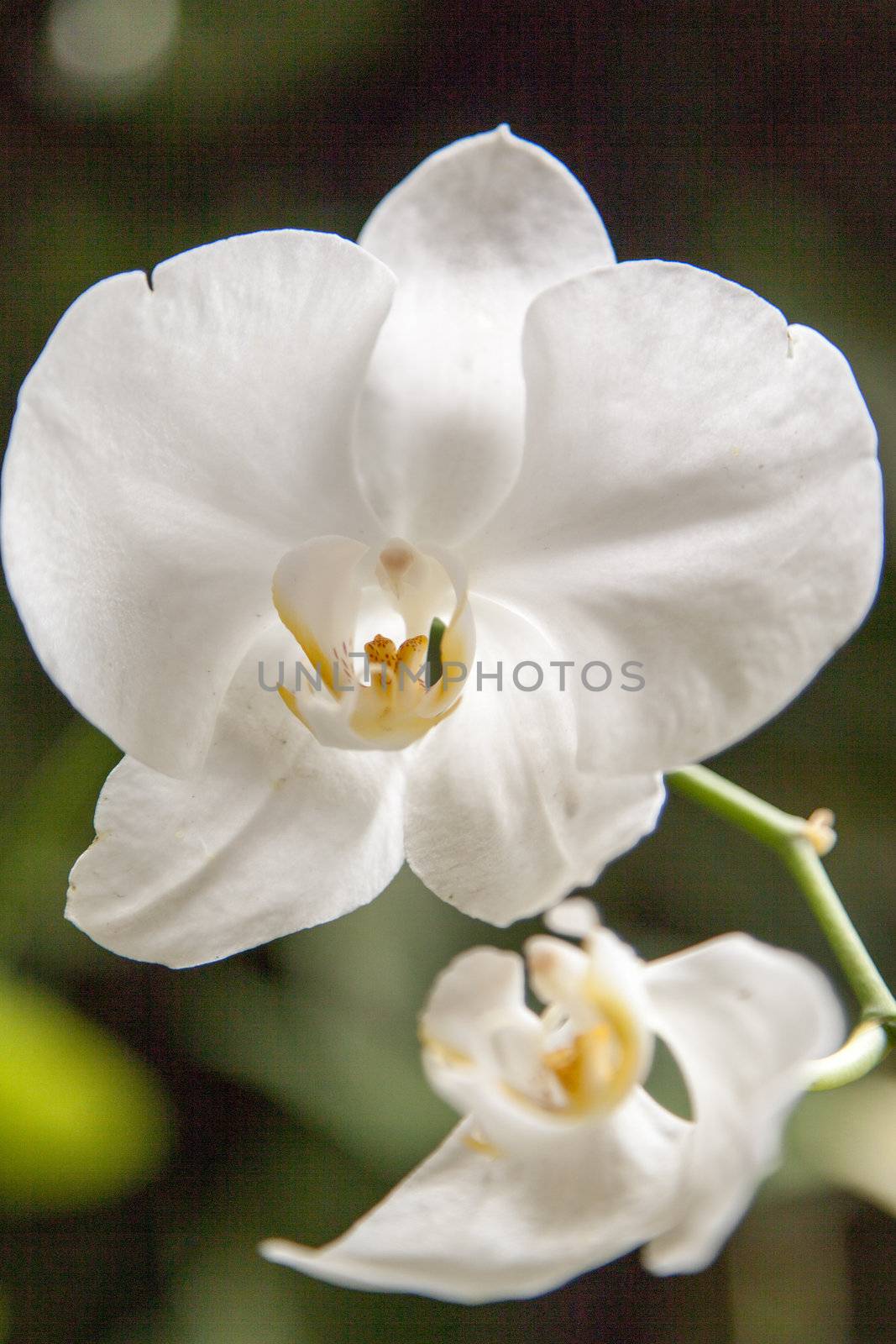 Pure white flower close up