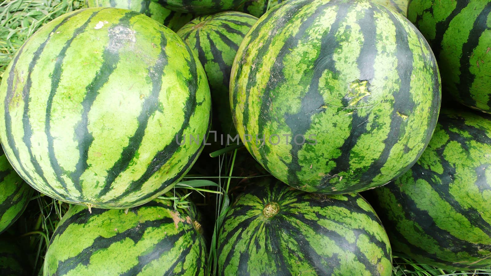 A group of fresh green watermelon fruits