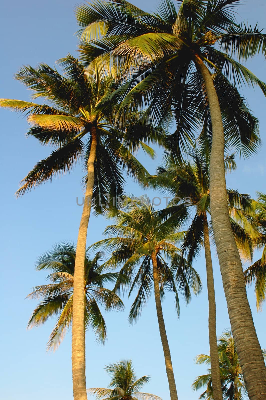 Coconut trees against blue sky