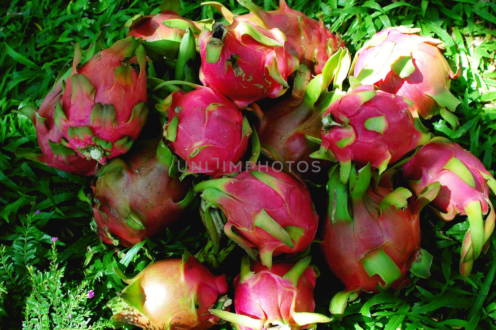 Fresh ripe dragon fruits in Vietnam