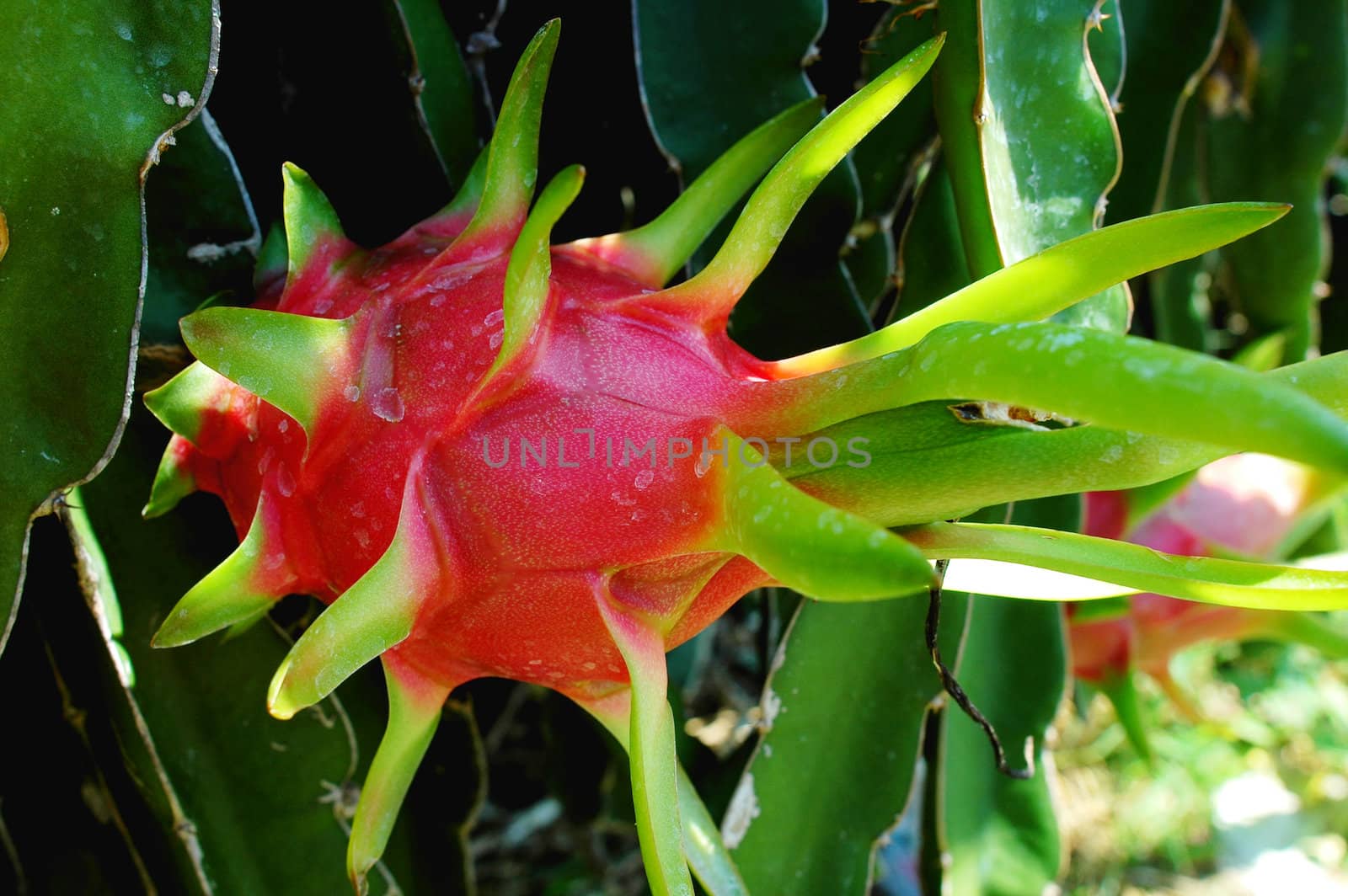 Fresh ripe dragon fruits in Vietnam