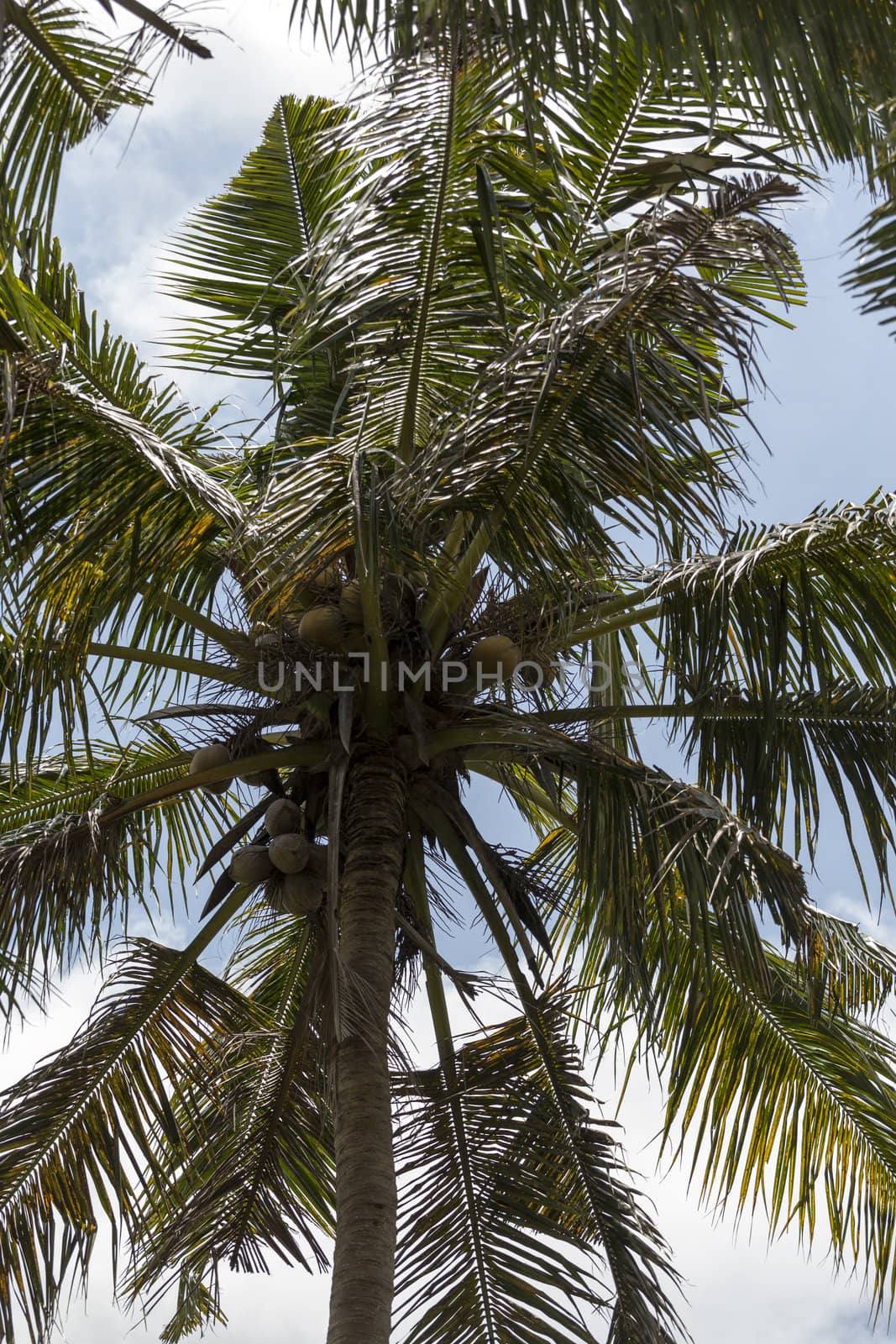 Tall palm trees against blue sky