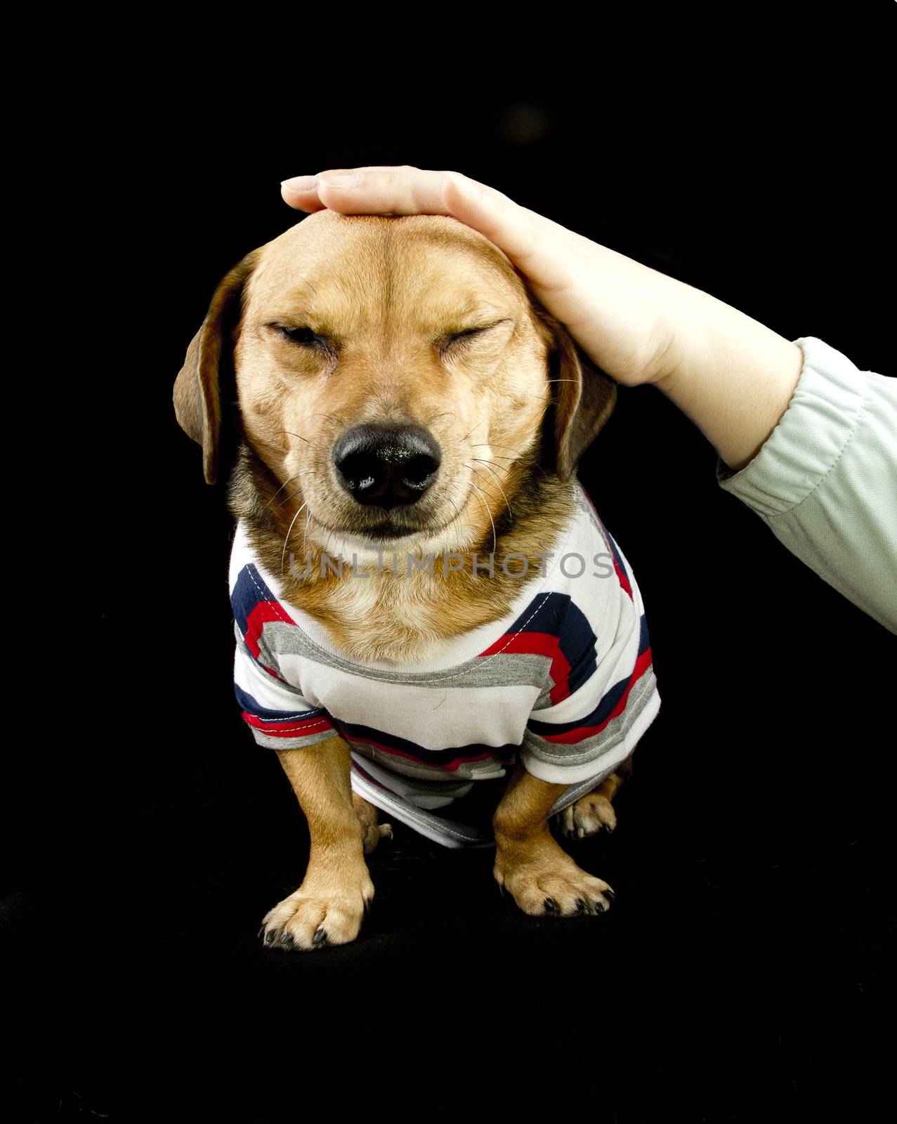 dachshund have a caress