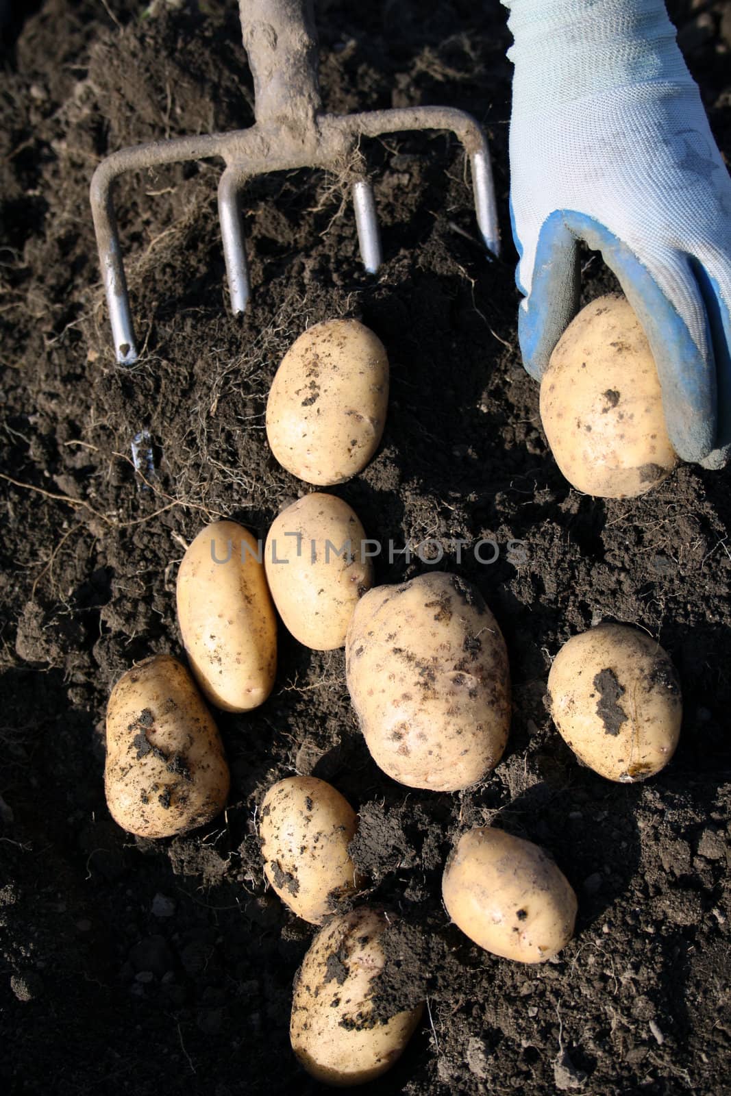 Potato gathering by manual way