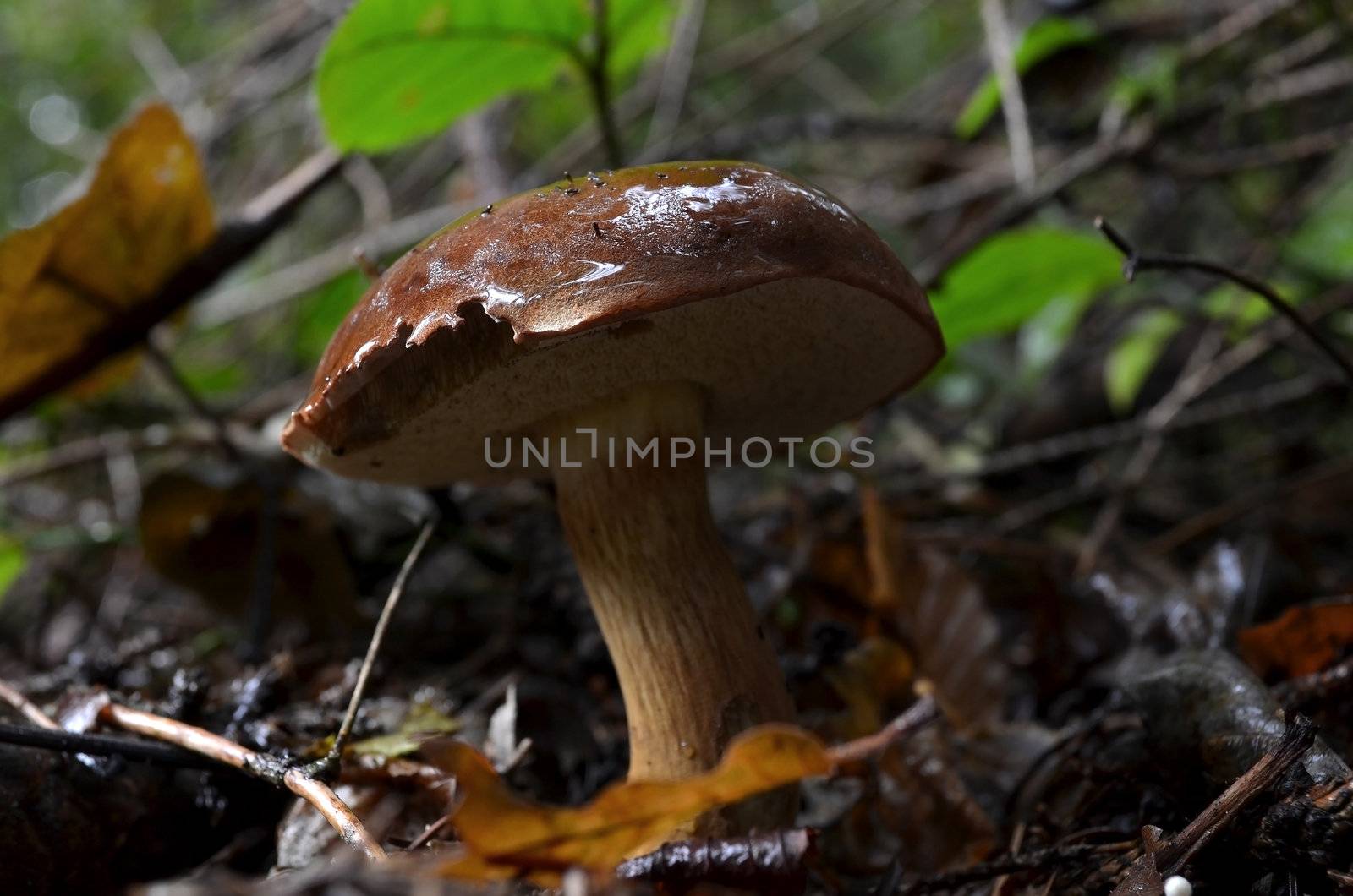 Wet Bay Bolete mushroom in the forest.