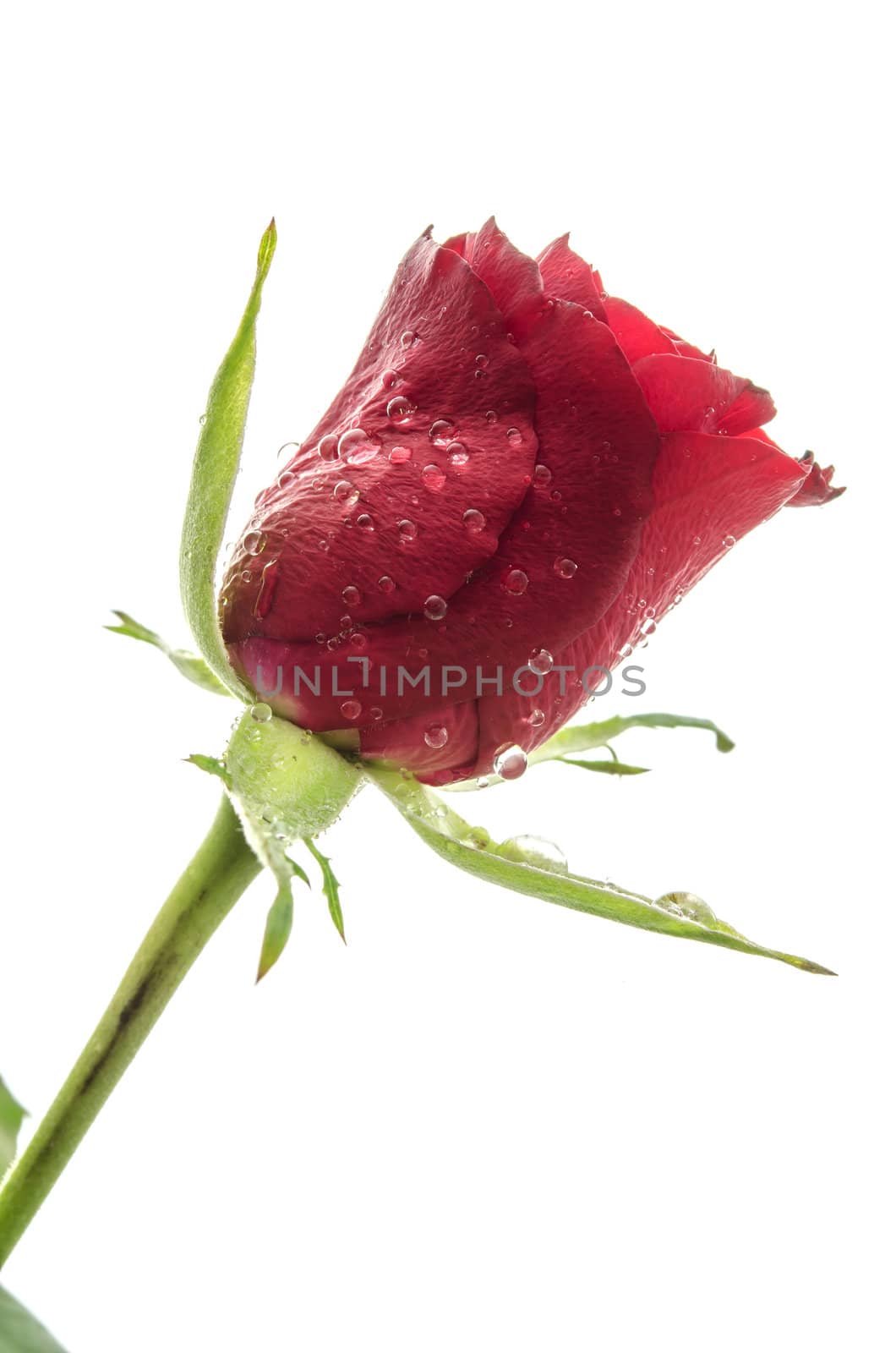 Beautiful red rose by Gajus