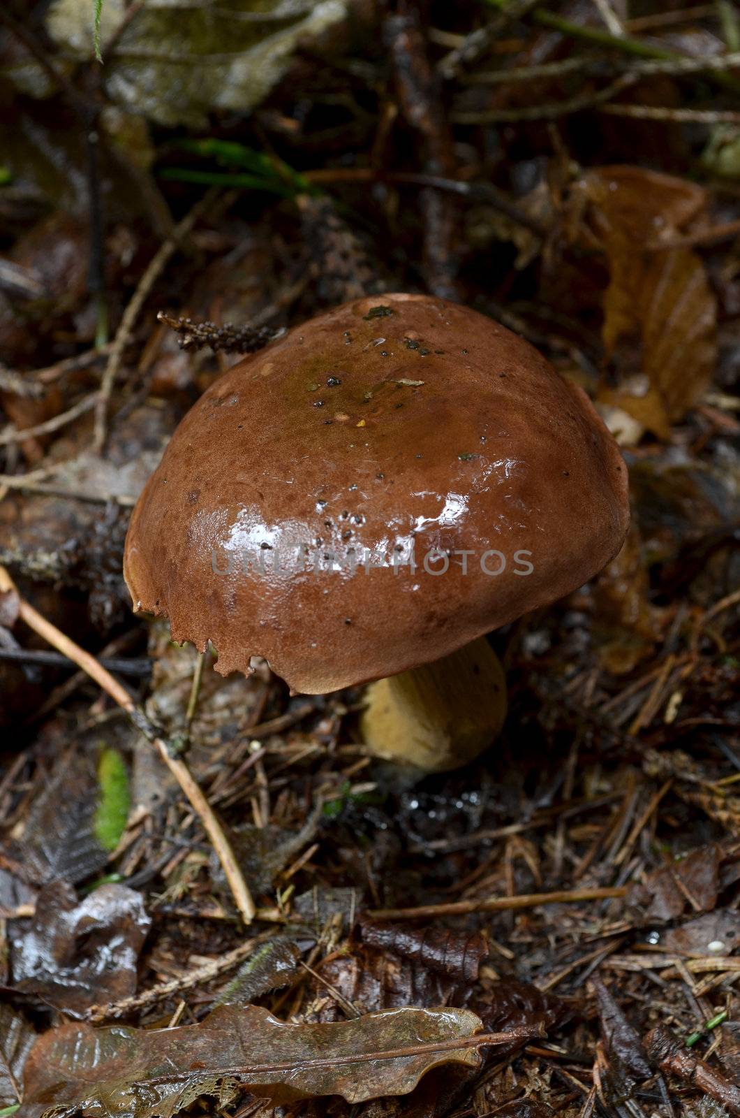 Wet Bay Bolete mushroom in the forest.