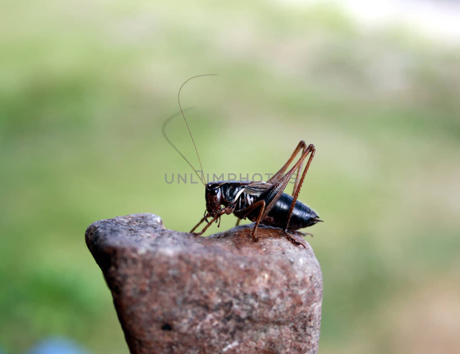 The insect a cricket sits on a stone