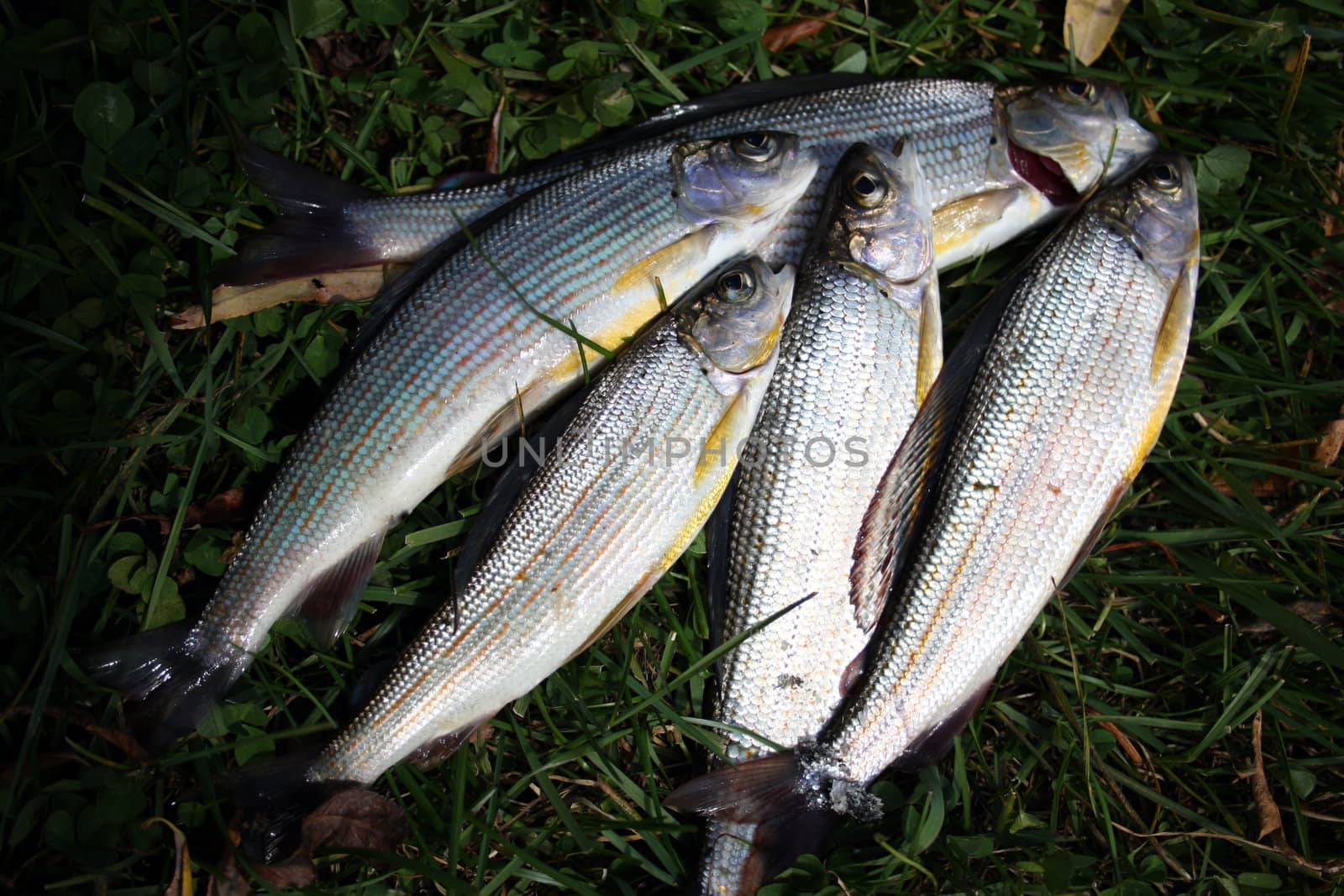 Large fish grayling is very beautiful