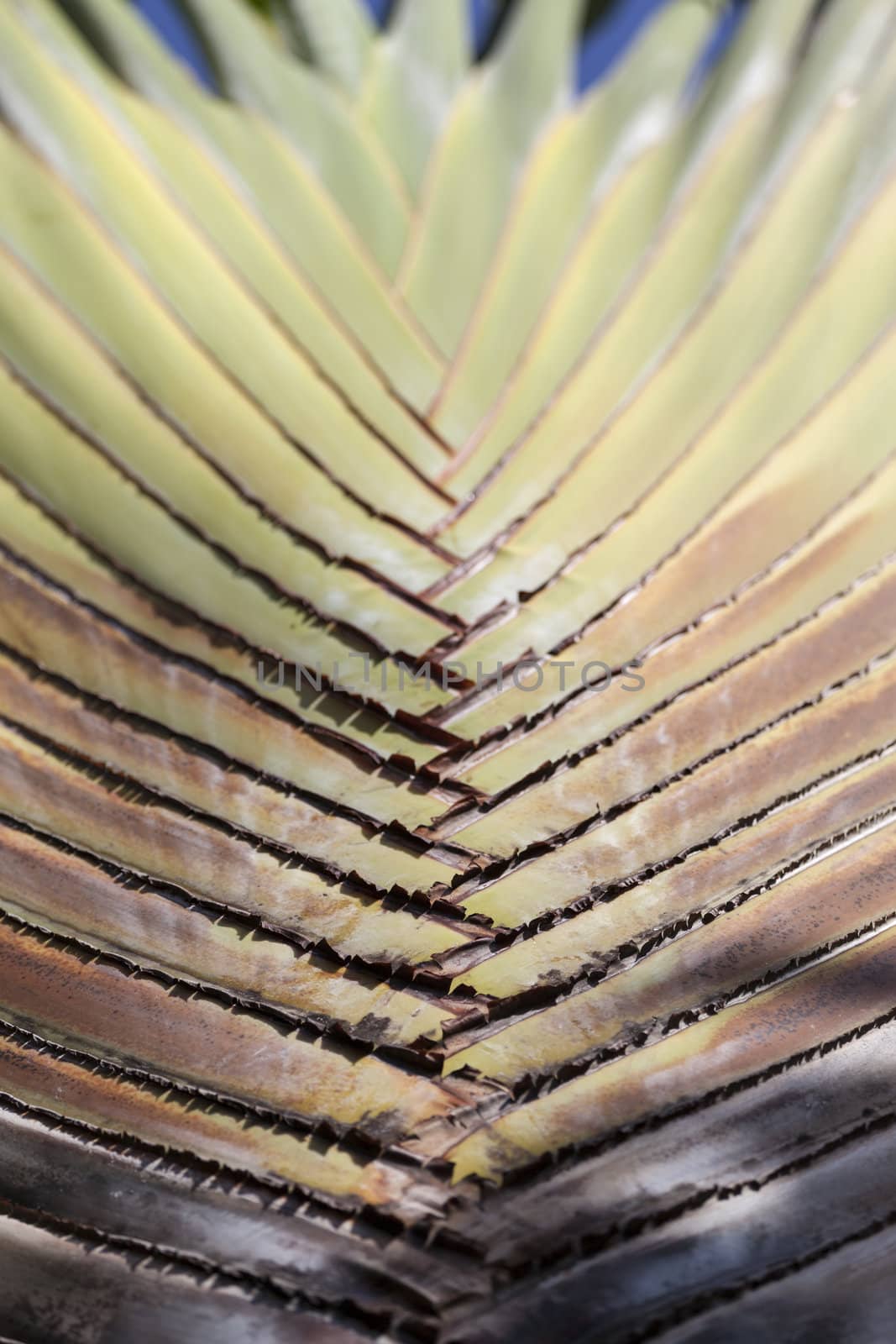 Close up look at a palm tree leaf