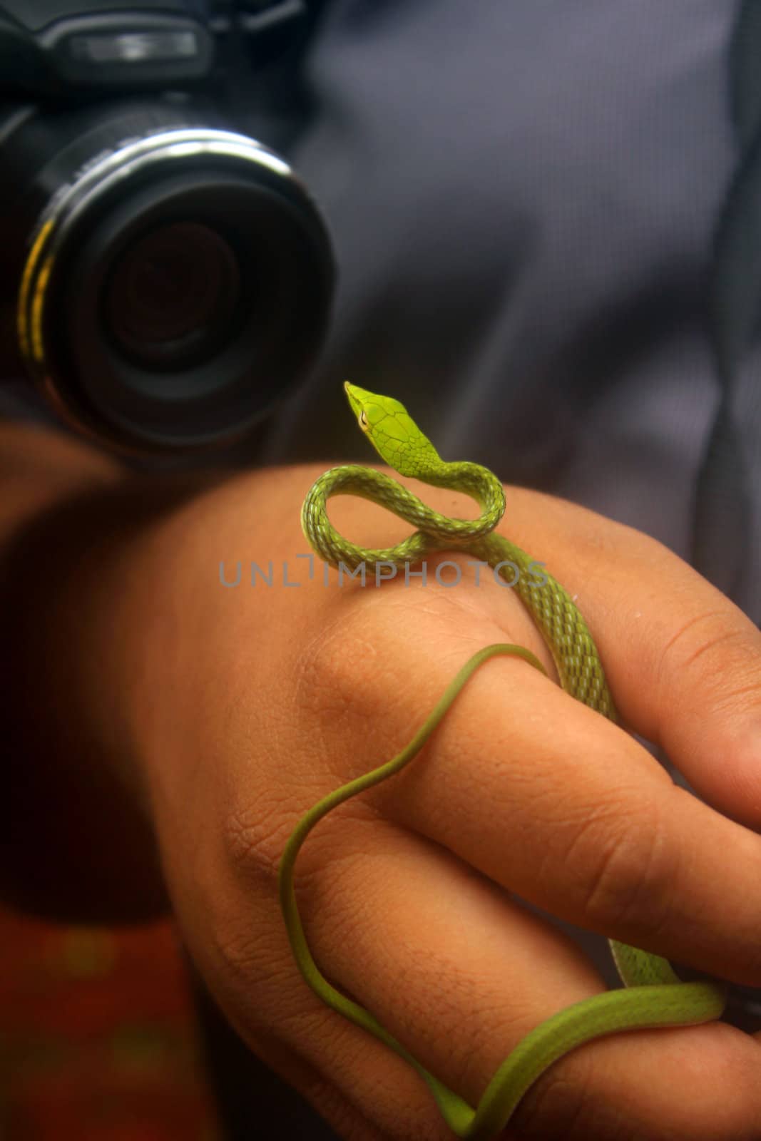 The lens of the camera of a wildlife photographer focussing on a green wine snake.