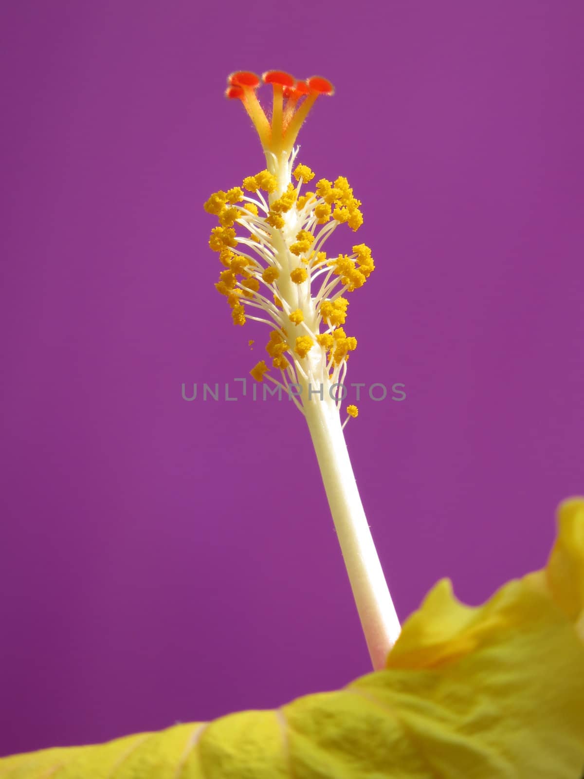 A beautiful macro view of the pollen and pollen stem of a tropical flower.