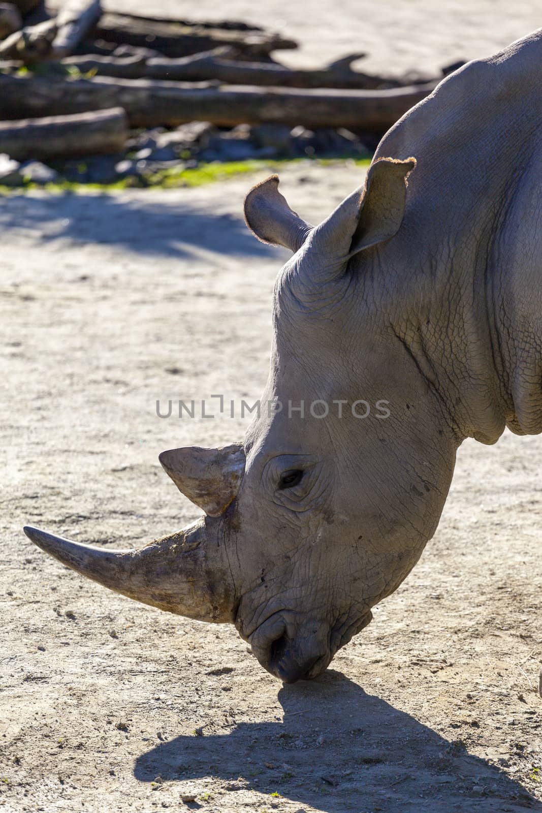 Profile Of A Rhino by Imagecom
