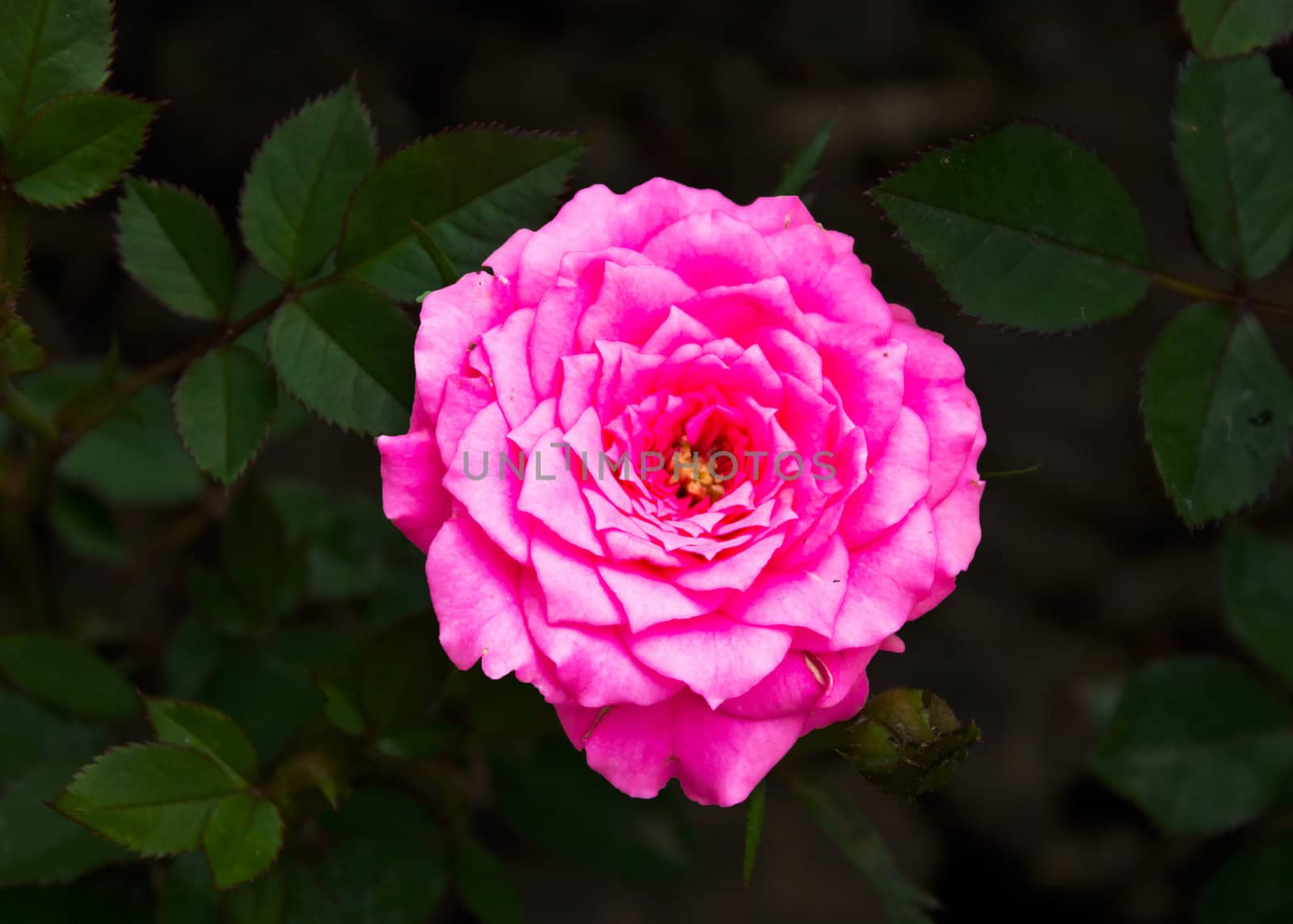 A beautiful pink rose in a garden