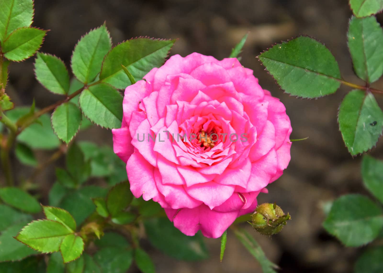 A beautiful pink rose in a garden