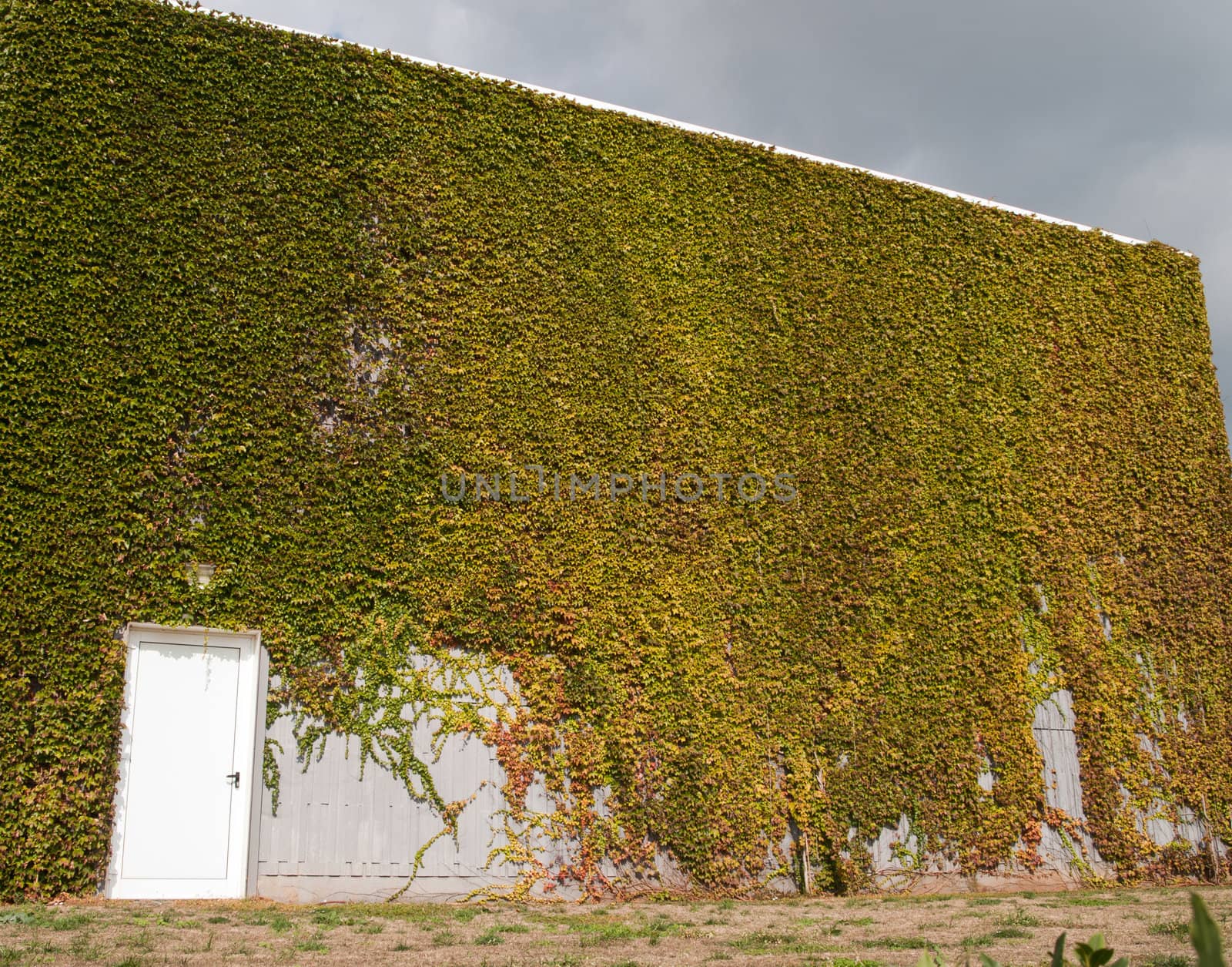 wall overgrown with green ivy
