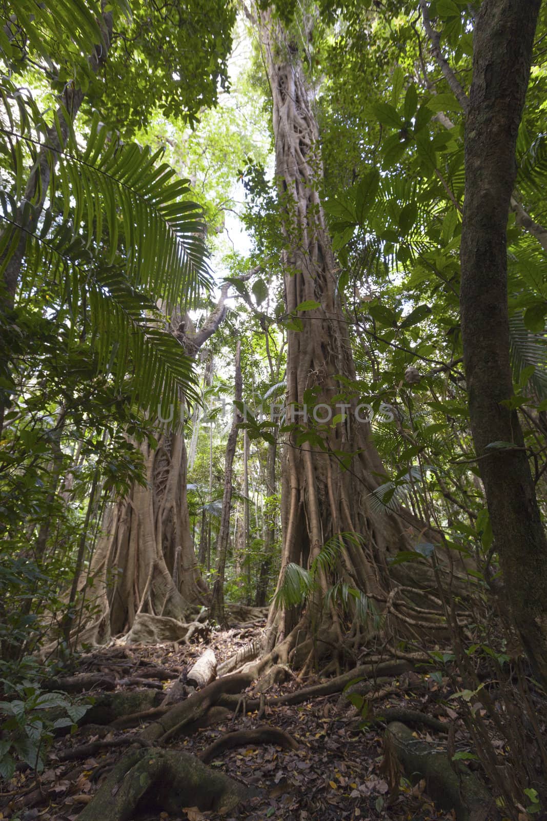Walking through the dense rainforest