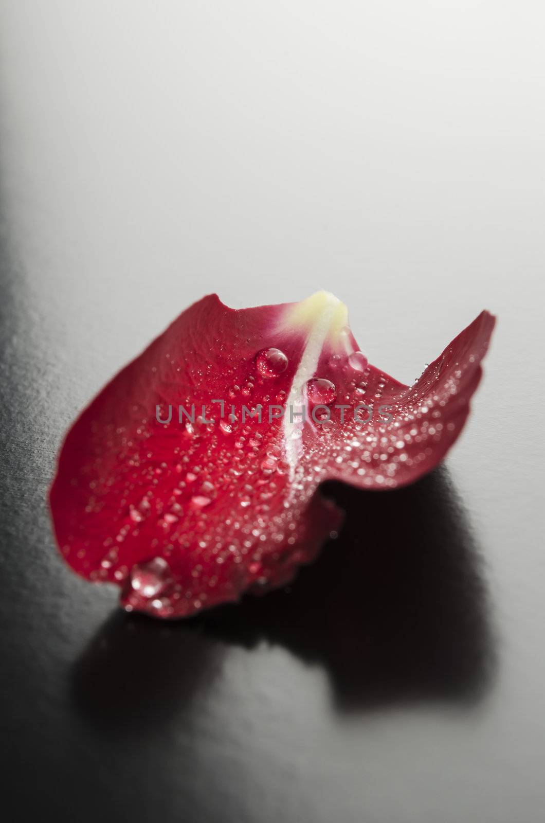 Closeup of a red rose petal with dew drops representing romance concept.