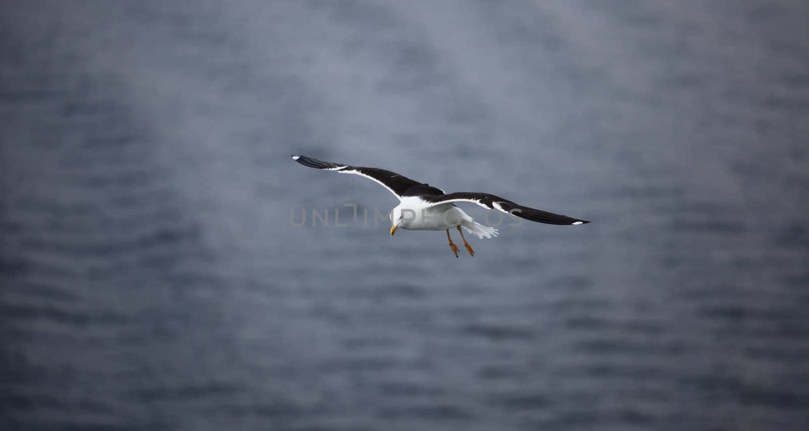 the seagull  flying low over the water