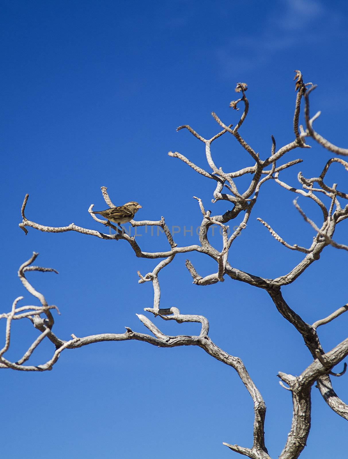 small brewer sparrow om dead tree branch