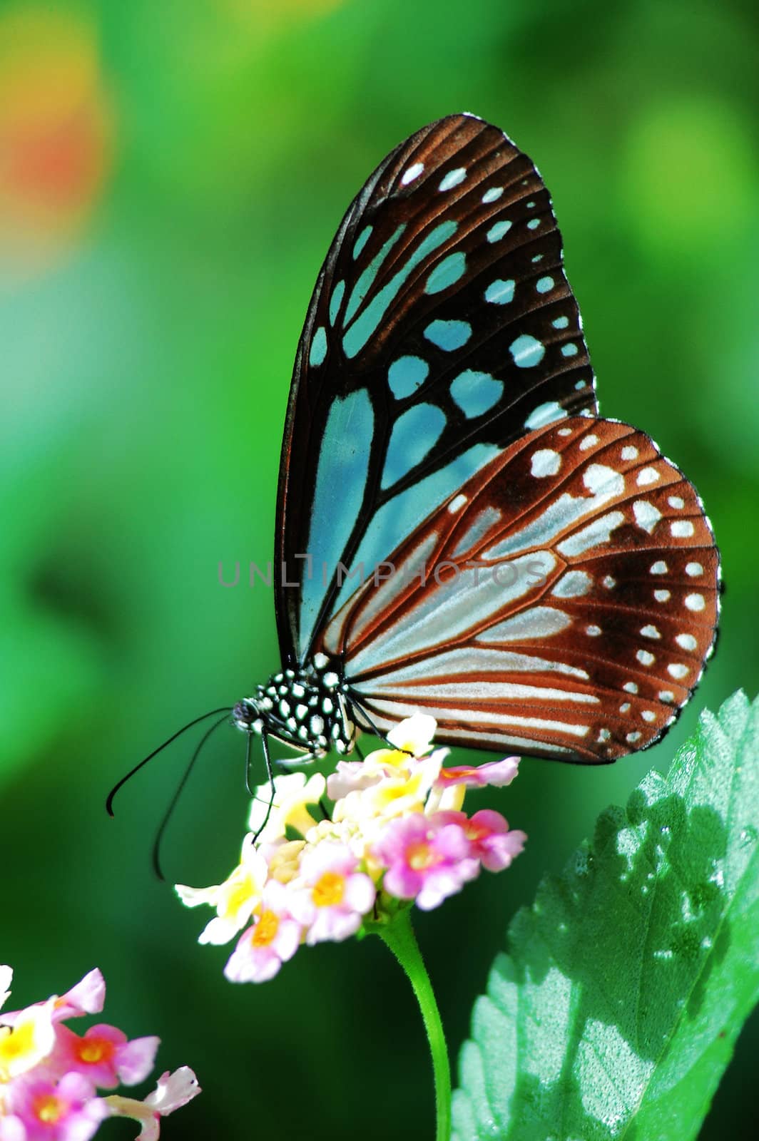 Butterfly sitting on a flower