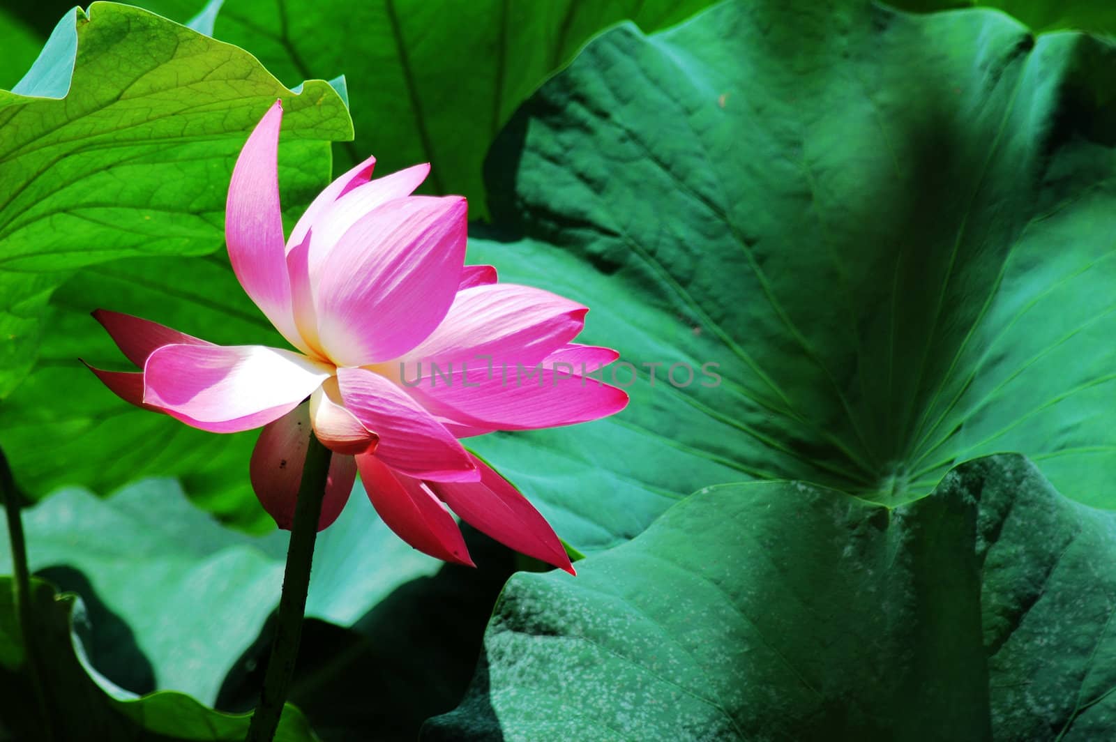 Pink lotus flower blooming in pond in the summer
