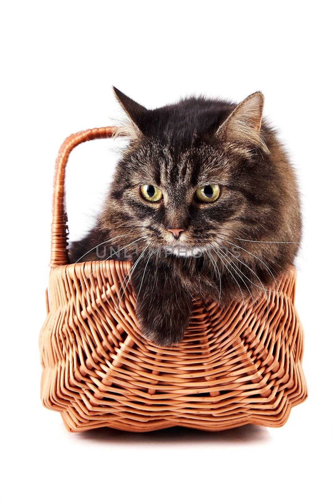 Angry fluffy cat in a wattled basket by Azaliya