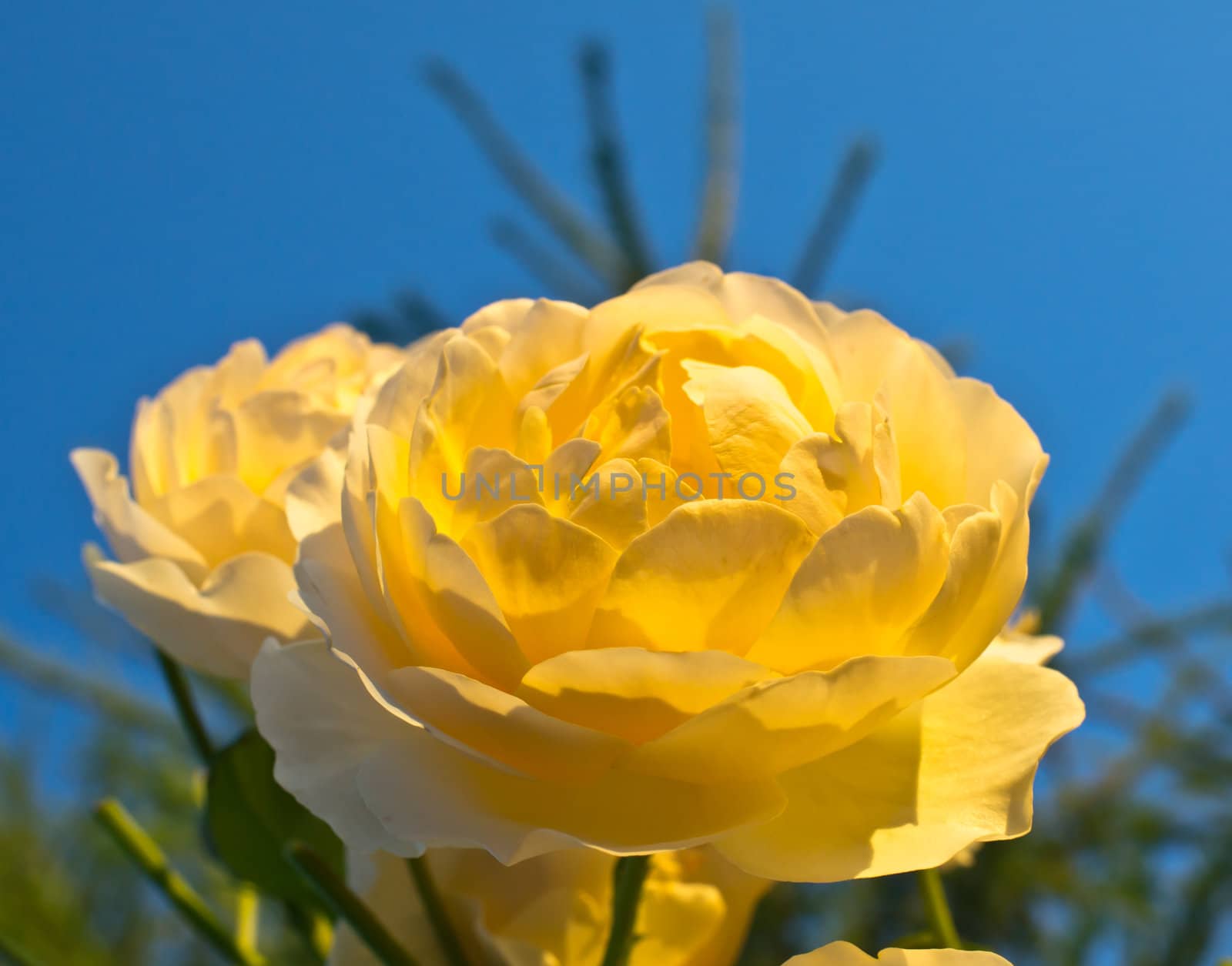 branch of beautiful yellow roses by LadyMary