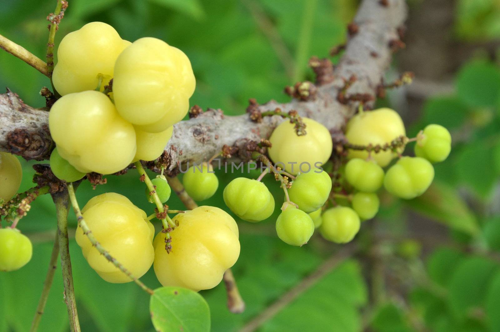 The Otaheite gooseberry prefers moist soil. Although it usually grows from seeds, the tree can also be multiplied from budding, greenwood cuttings or air-layers. It bears two crops per year in South India: one in April-May and the other in August-September. Elsewhere, it is mainly harvested in January.